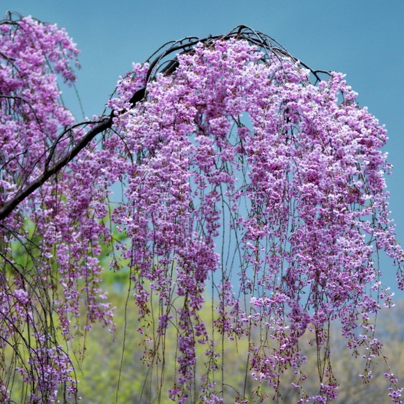 Meet your Posher, Kelly - Picture 1 of 1